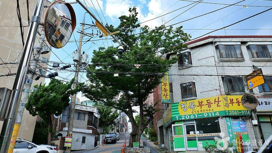 150년 수령 느티나무 여행 추천 - 로드트립