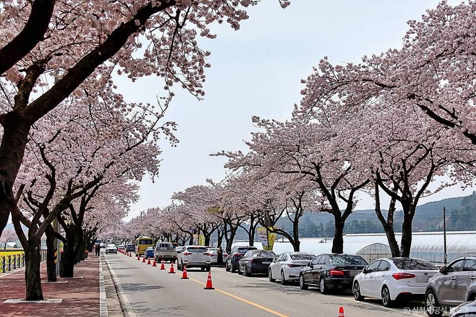맹방 벚꽃길 여행 추천 - 로드트립