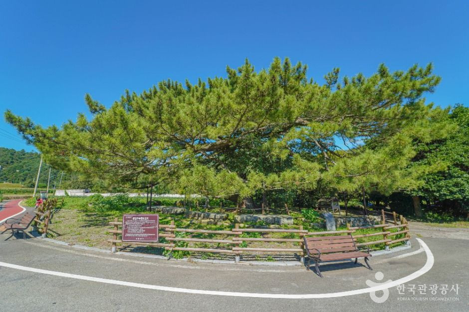 장흥 옥당리 효자송 여행 추천 - 로드트립