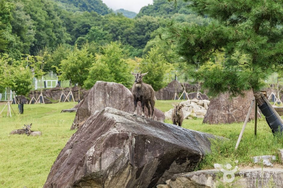 양구 산양·사향노루센터 여행 추천 - 로드트립