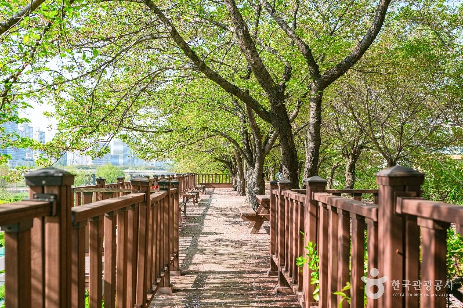 안양천제방벚꽃길 여행 추천 - 로드트립