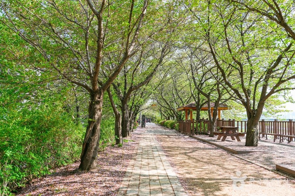 안양천제방벚꽃길 여행 추천 - 로드트립