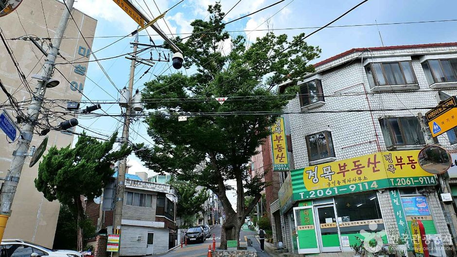 150년 수령 느티나무 여행 추천 - 로드트립