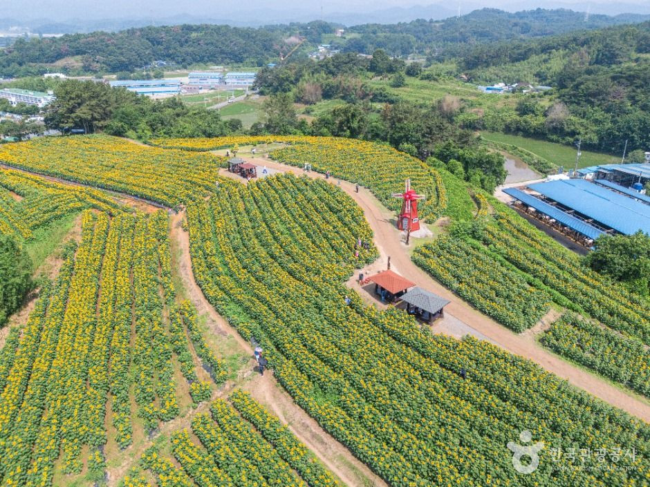 강주 해바라기마을 여행 추천 - 로드트립