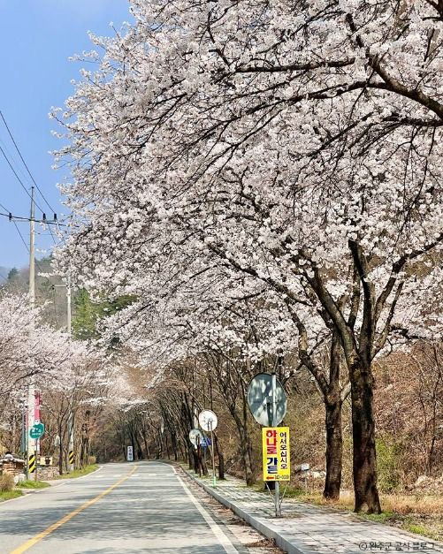 소양벚꽃길 여행 추천 - 로드트립