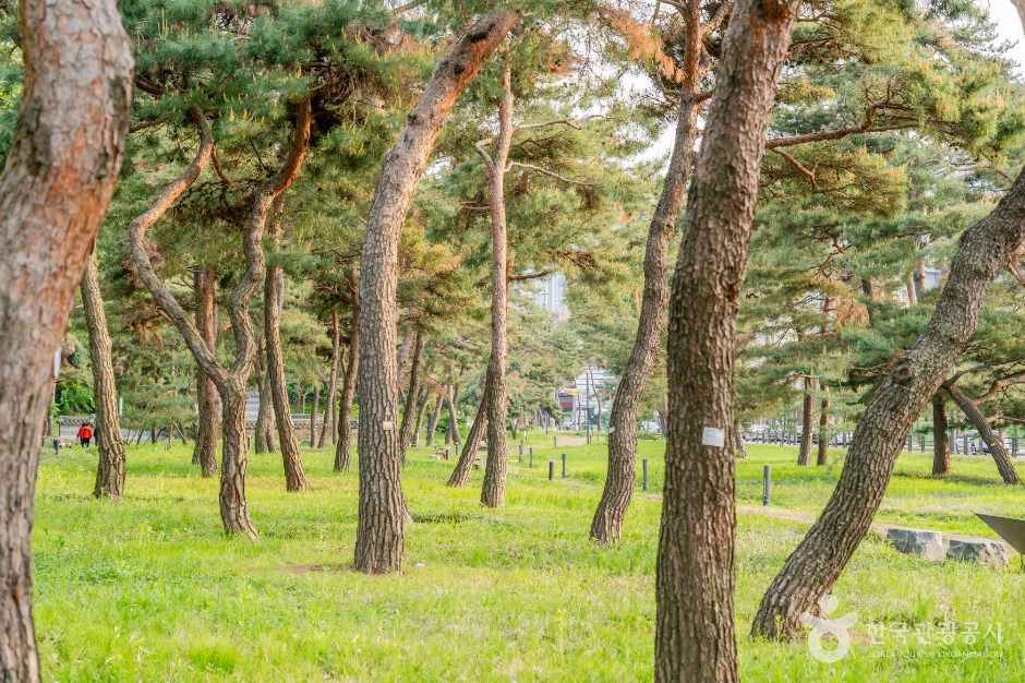노송지대 여행 추천 - 로드트립