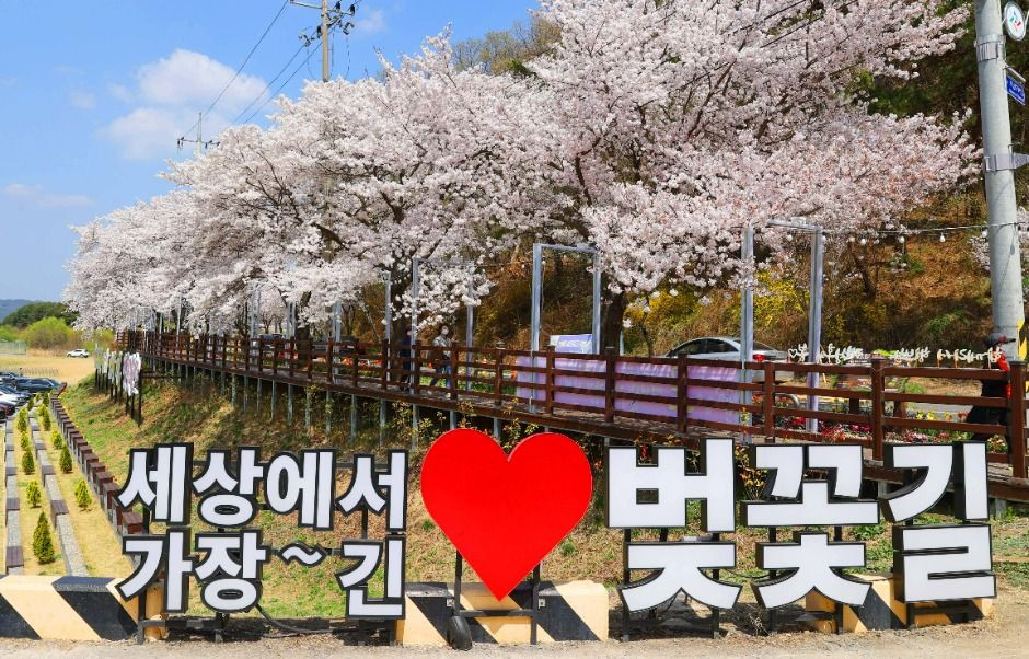 대청호 벚꽃길 여행 추천 - 로드트립