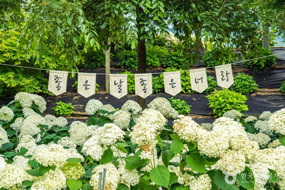 유구색동수국정원 여행 추천 - 로드트립
