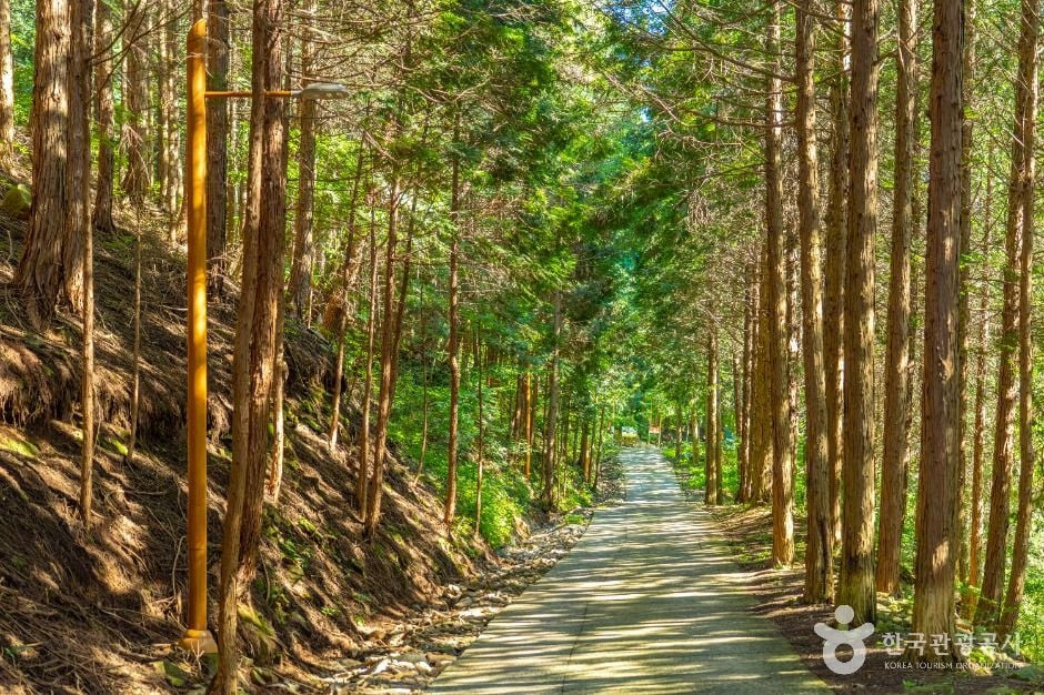 하동 편백자연휴양림 여행 추천 - 로드트립