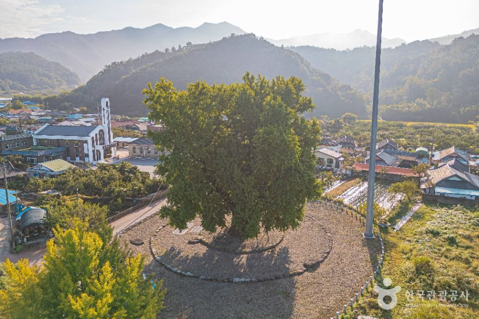 하멜 체류지와 강진 성동리 은행나무 여행 추천 - 로드트립
