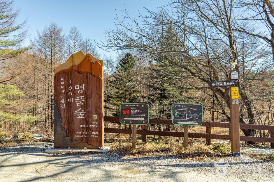 만항재 여행 추천 - 로드트립