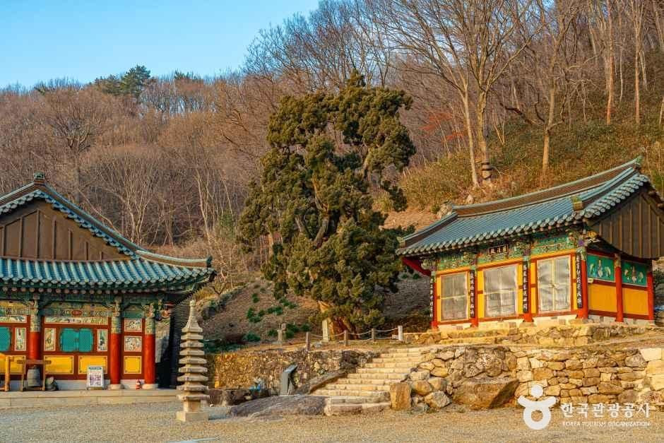 순천 송광사 천자암 쌍향수(곱향나무) 여행 추천 - 로드트립