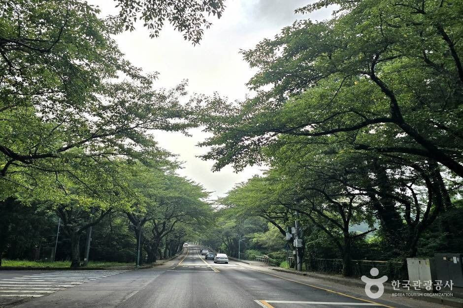 제주대 벚꽃길 여행 추천 - 로드트립