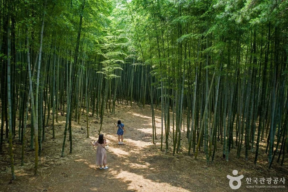 아홉산숲 여행 추천 - 로드트립