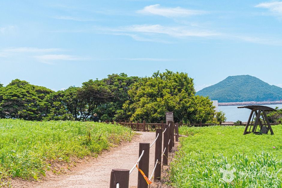 부안 격포리 후박나무군락 여행 추천 - 로드트립