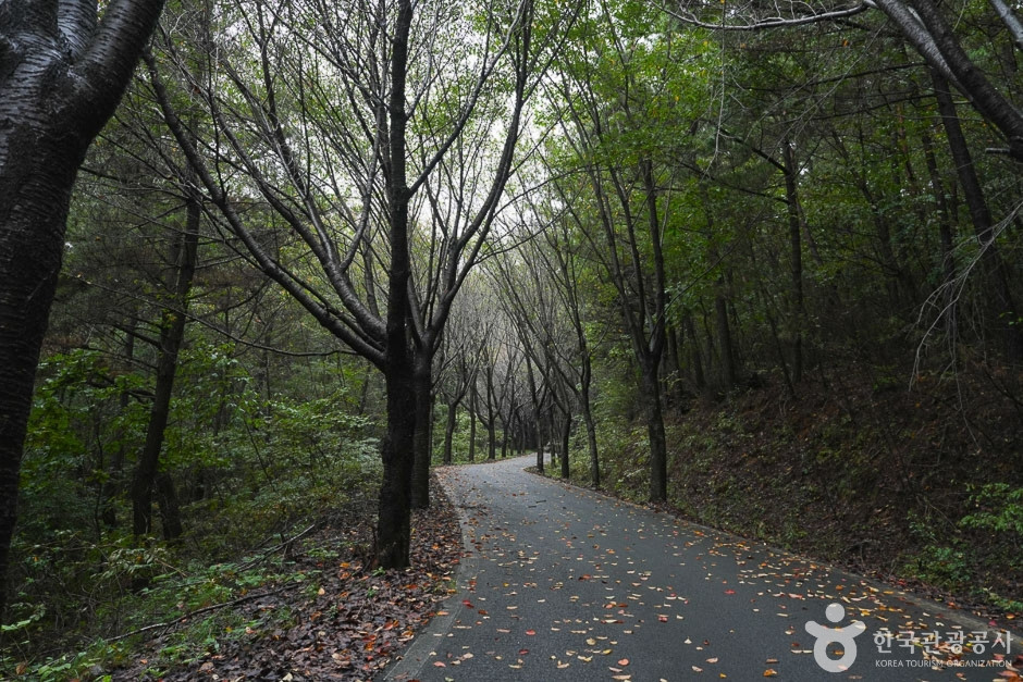 가제산 여행 추천 - 로드트립