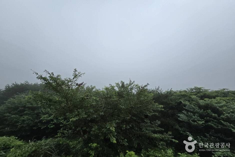 거린사슴 여행 추천 - 로드트립