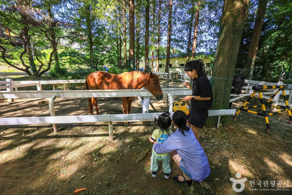 한터농원(한터조랑말농장) 여행 추천 - 로드트립