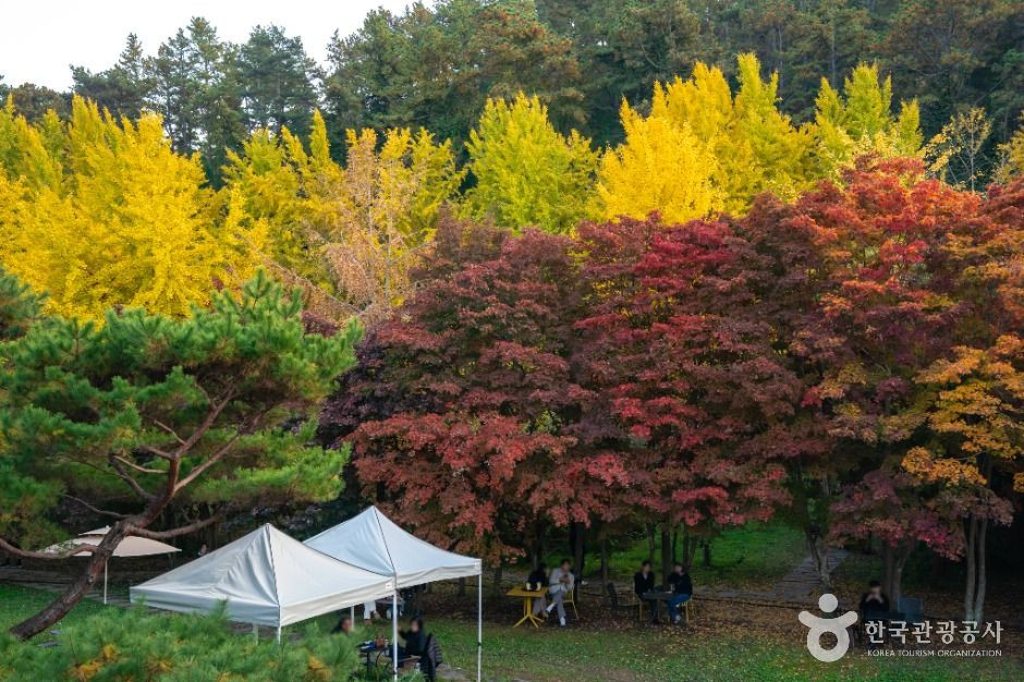 나주은행나무수목원 여행 추천 - 로드트립