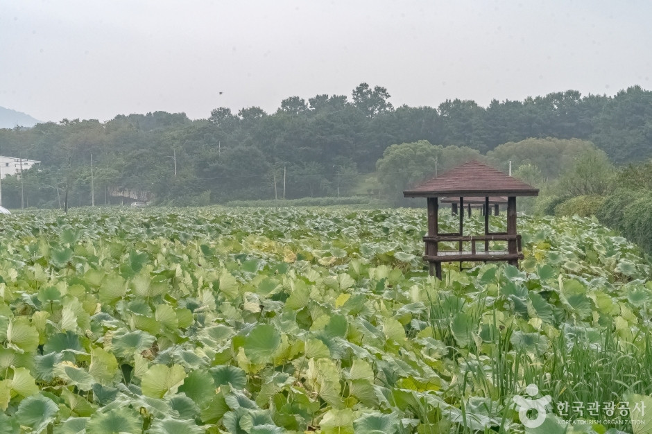 내동마을 연꽃단지 여행 추천 - 로드트립