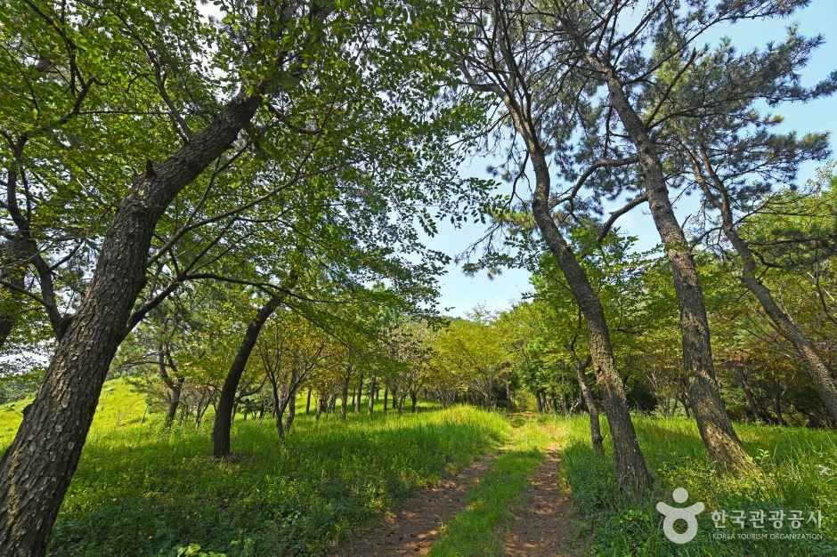 할미꽃 한재공원 여행 추천 - 로드트립