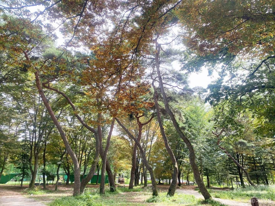 갈계숲 여행 추천 - 로드트립