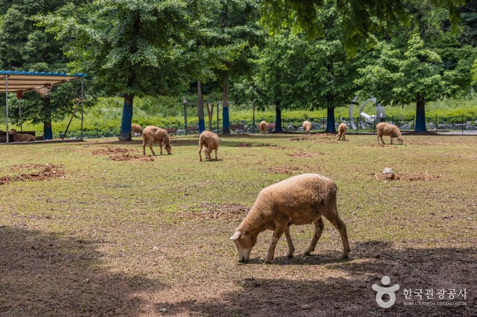 늘솔길공원양떼목장 여행 추천 - 로드트립