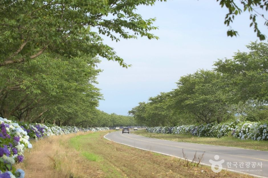 녹산로 유채꽃도로 여행 추천 - 로드트립