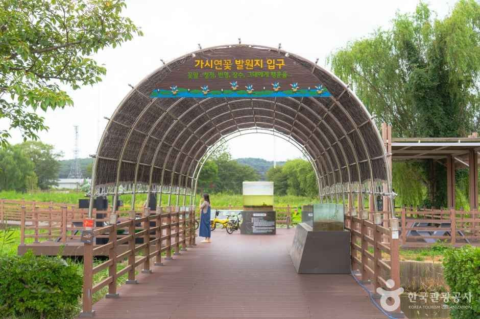 경포가시연습지 여행 추천 - 로드트립