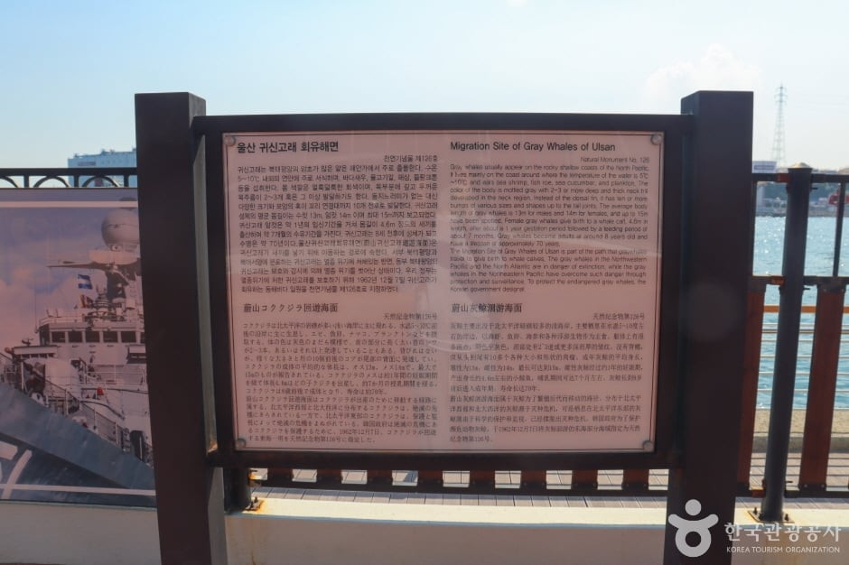 울산 귀신고래 회유해면 여행 추천 - 로드트립