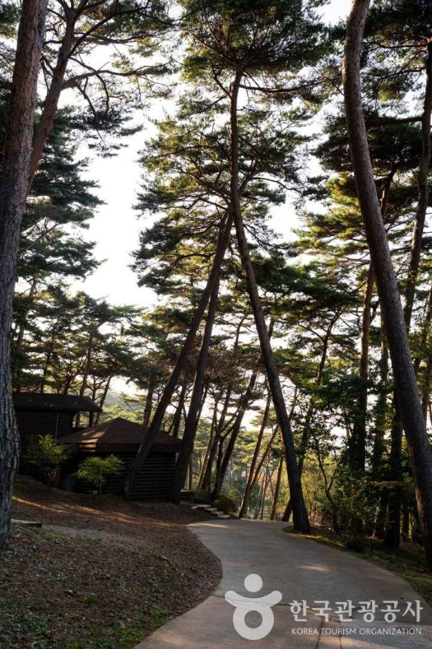 안면도자연휴양림 여행 추천 - 로드트립