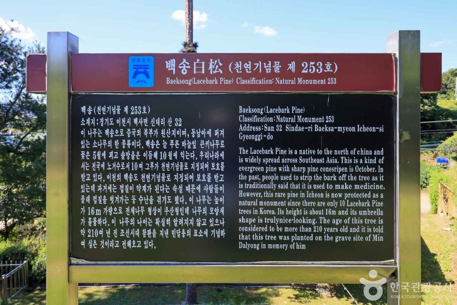이천 신대리 백송 여행 추천 - 로드트립