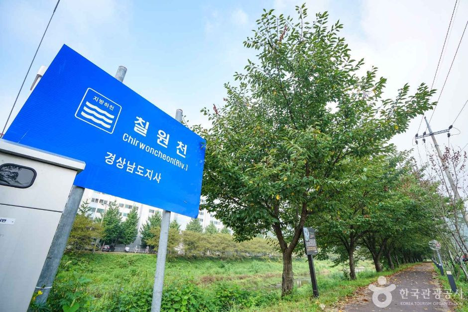 칠원천 벚꽃길 여행 추천 - 로드트립