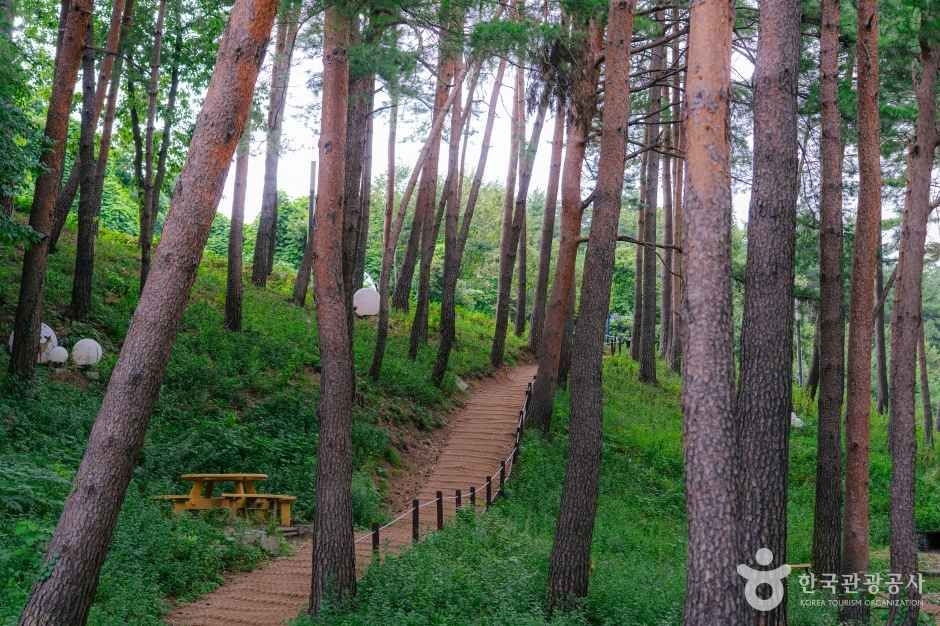 강릉 솔향수목원 여행 추천 - 로드트립