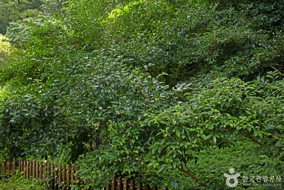 보성녹차 시배지 여행 추천 - 로드트립