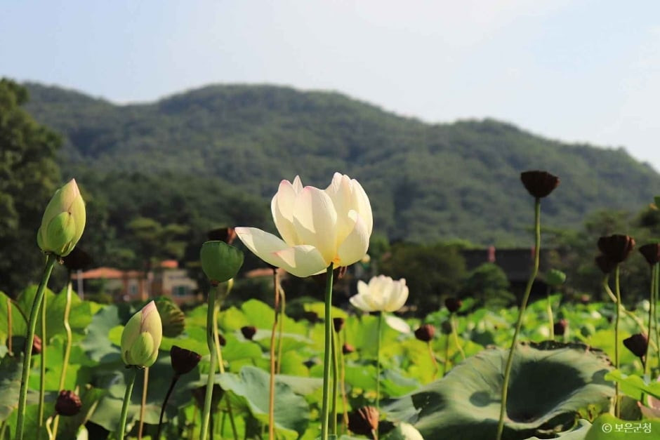 속리산연꽃단지 여행 추천 - 로드트립