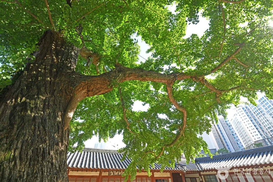서산향교 은행나무 여행 추천 - 로드트립