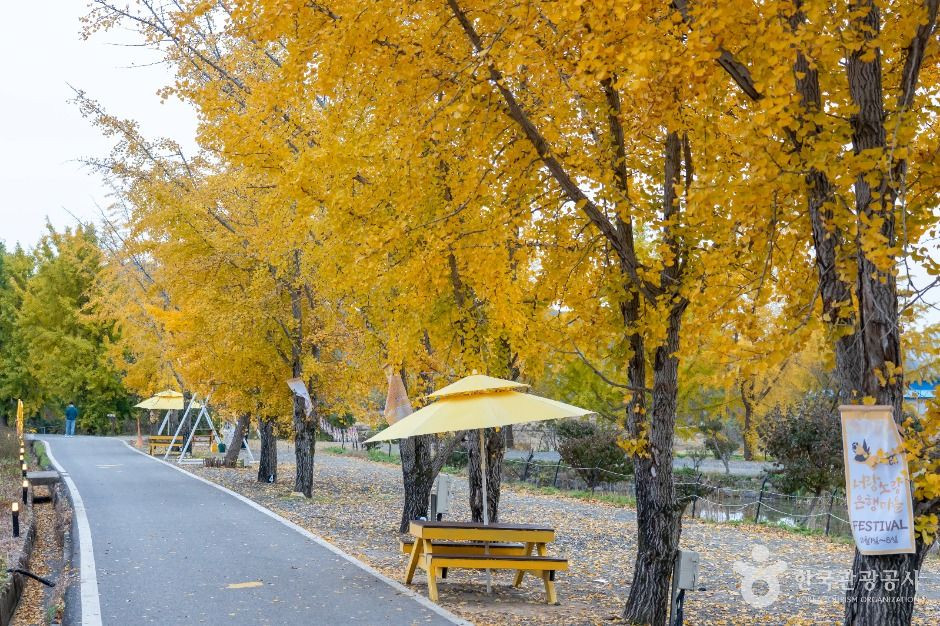 청라 은행마을 (보령) 여행 추천 - 로드트립