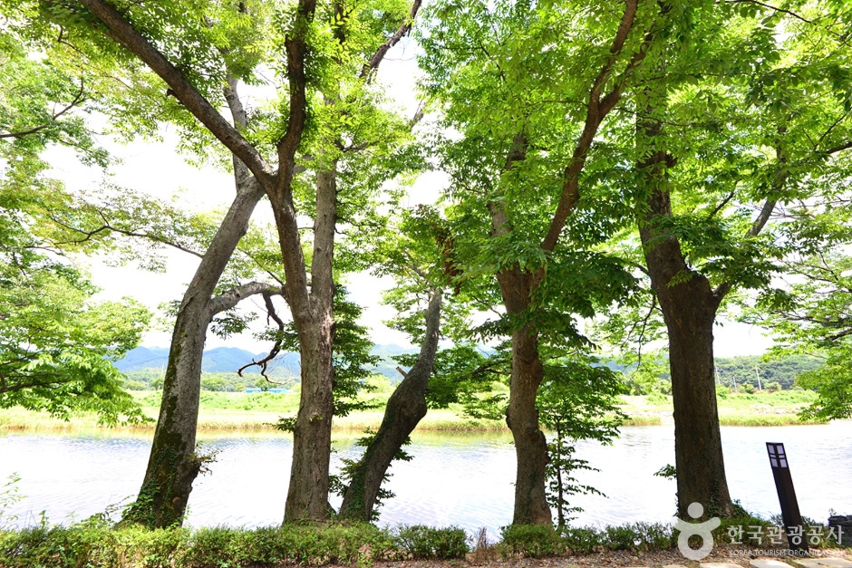 화순동복연둔리숲정이 여행 추천 - 로드트립