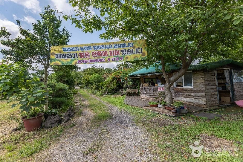 김경숙해바라기농장 여행 추천 - 로드트립