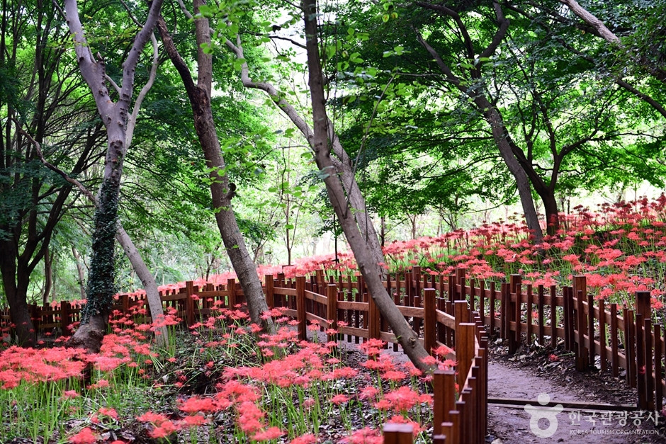용천사 꽃무릇공원 여행 추천 - 로드트립