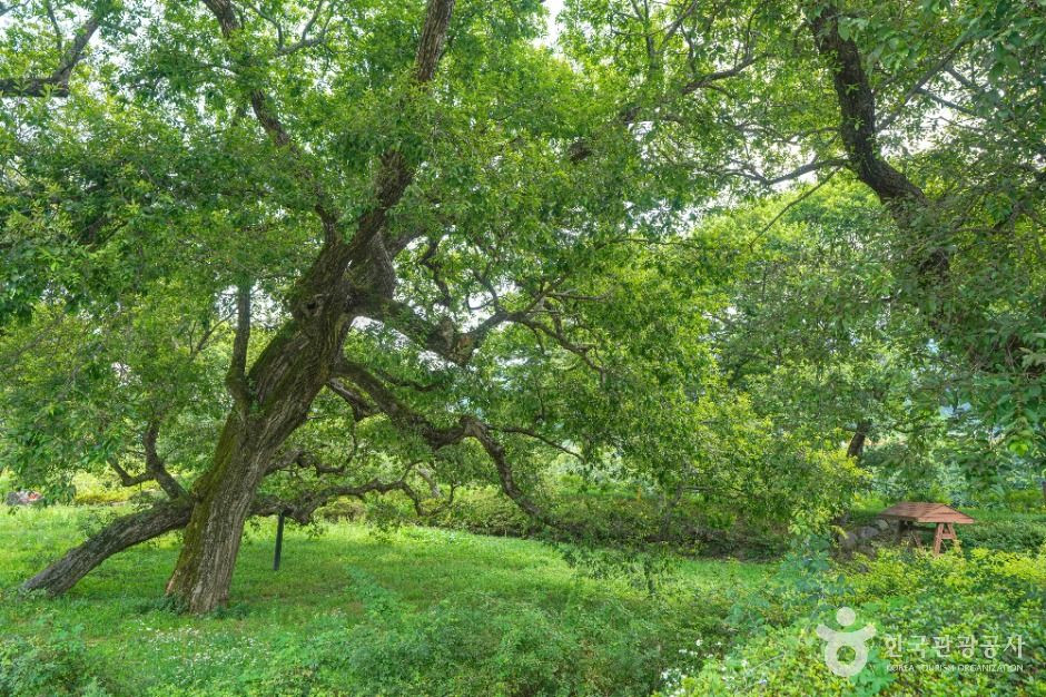 산청 실매리 왕버드나무군 여행 추천 - 로드트립