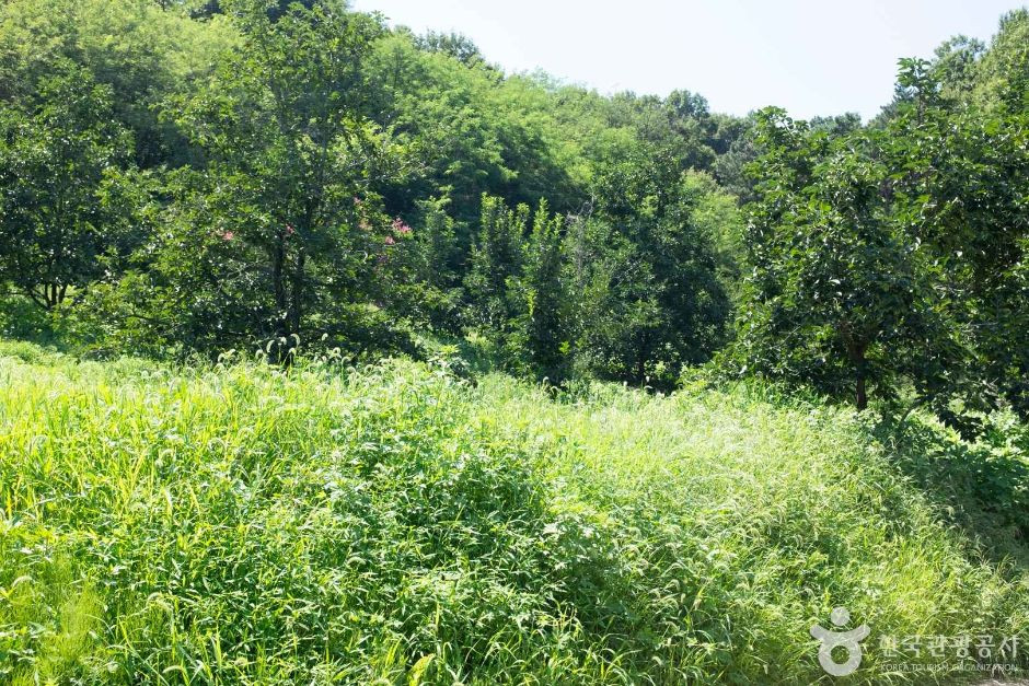 상주 금흔리 이부곡 토성 여행 추천 - 로드트립