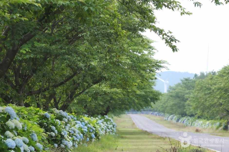 녹산로 유채꽃도로 여행 추천 - 로드트립