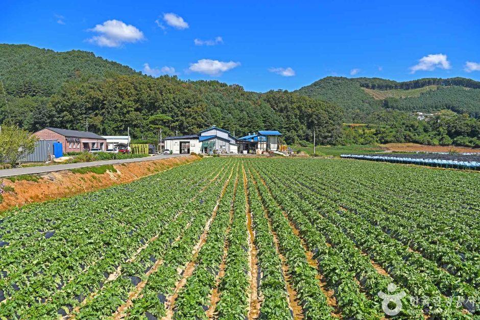 춘천 솔바우마을 여행 추천 - 로드트립