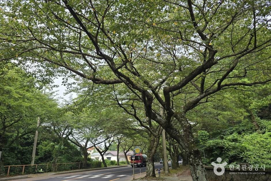 제주대 벚꽃길 여행 추천 - 로드트립
