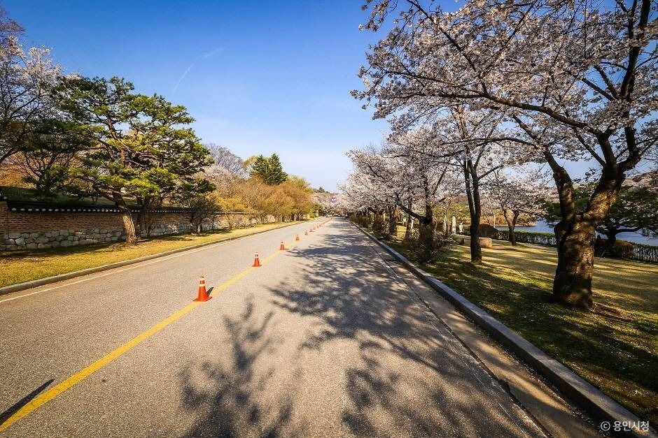 가실벚꽃길 여행 추천 - 로드트립