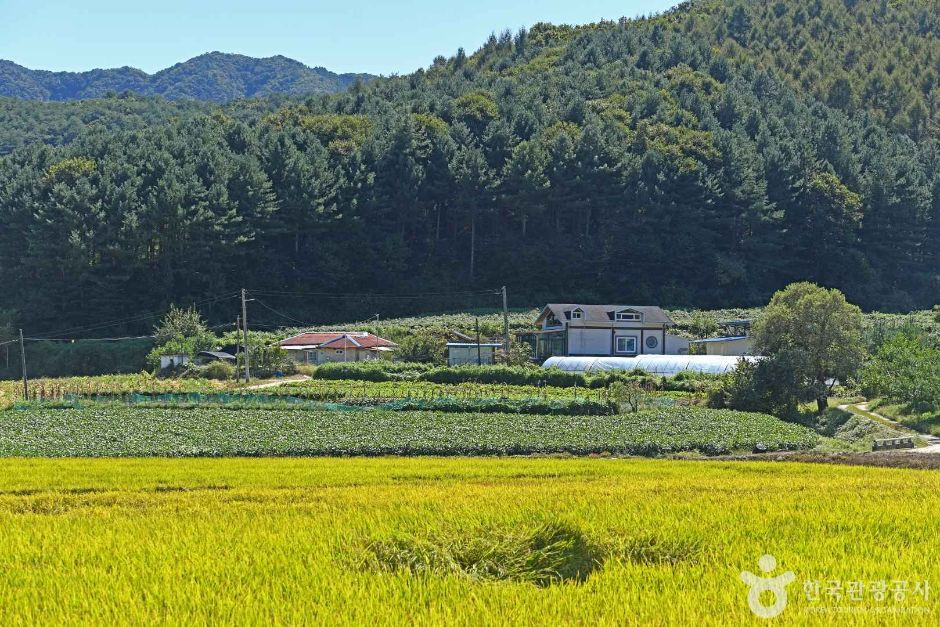 춘천 솔바우마을 여행 추천 - 로드트립