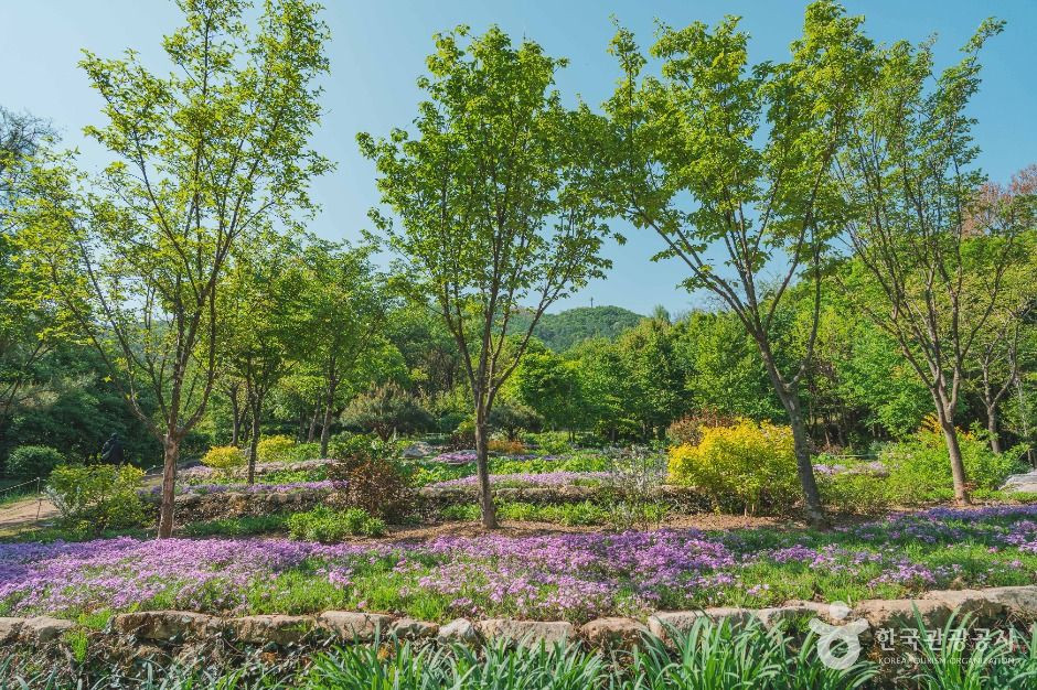 대모산숲속야생화원 여행 추천 - 로드트립