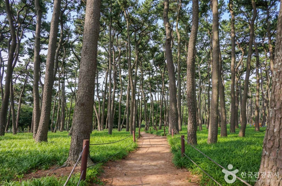 대왕암 송림 여행 추천 - 로드트립